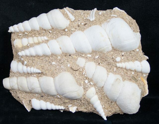 Large Fossil Turritella (Gastropod) From France #8817